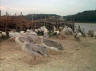 Wildpark 3